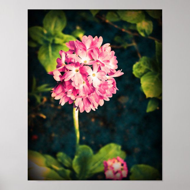Poster Flores de Primula Rosa (Frente)