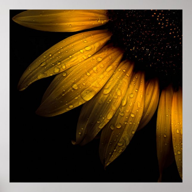 Póster Flores de quintal 28 Girassol (Frente)