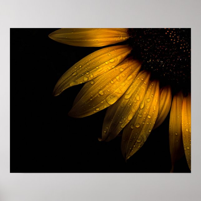 Poster Flores de quintal 28 Girassol (Frente)