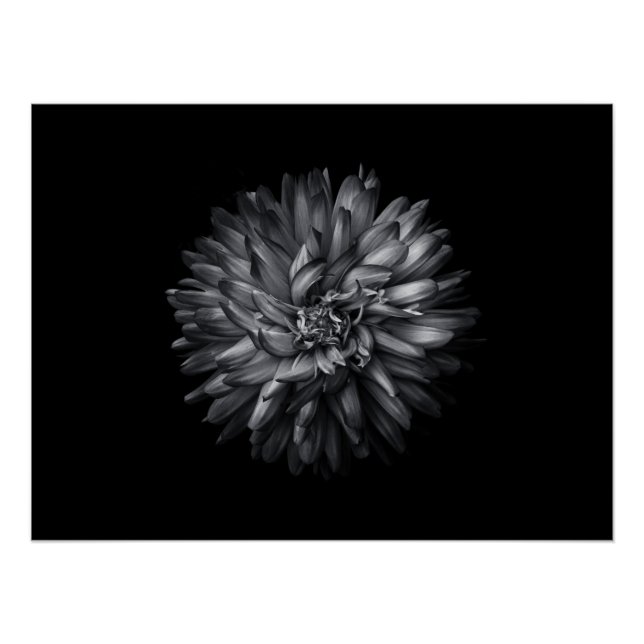 Póster Flores De Quintal A Preto E Branco 20 (Frente)