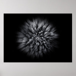 Poster Flores De Quintal A Preto E Branco, Fluxo 68