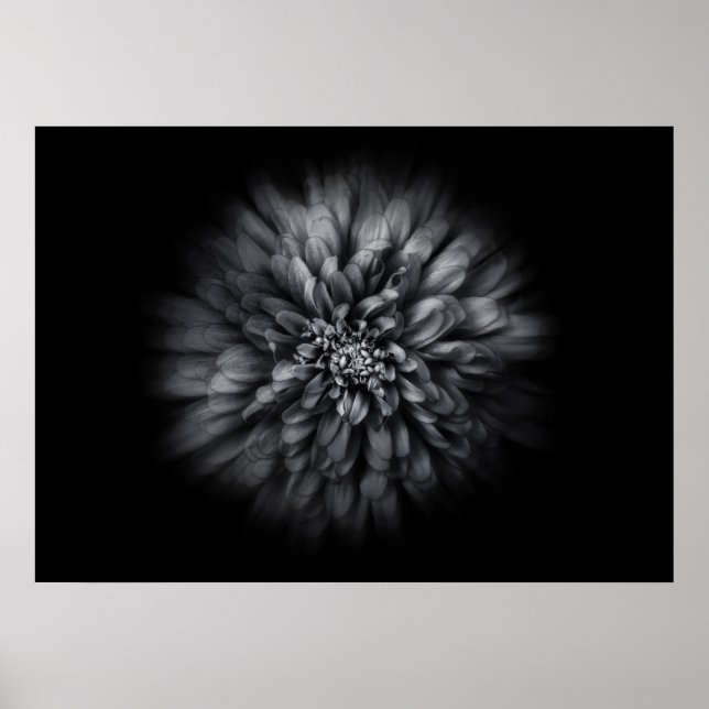 Poster Flores De Quintal A Preto E Branco, Fluxo 68 (Frente)