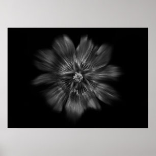 Poster Flores De Quintal A Preto E Branco, Fluxo No 22