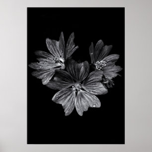 Poster Flores De Quintal A Preto E Branco N.O 11