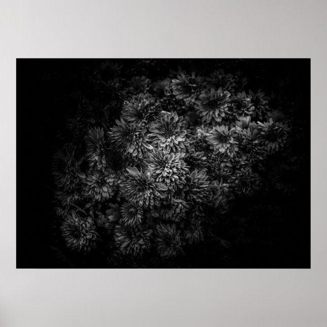 Poster Flores De Quintal A Preto E Branco No 29 (Frente)