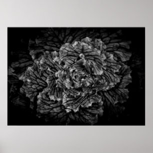 Poster Flores De Quintal A Preto E Branco No 42