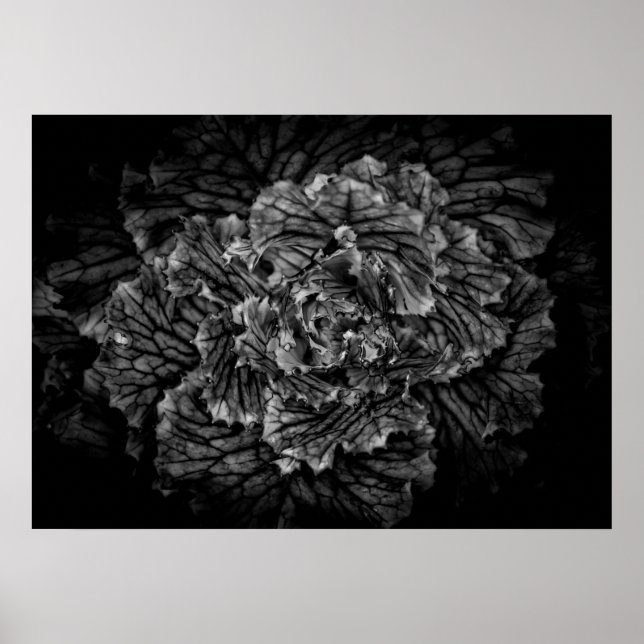 Poster Flores De Quintal A Preto E Branco No 42 (Frente)
