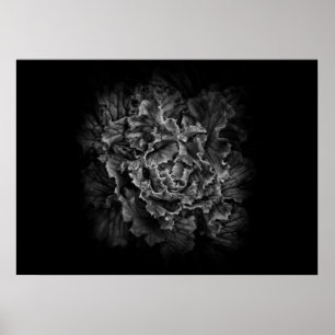 Poster Flores De Quintal A Preto E Branco No 43