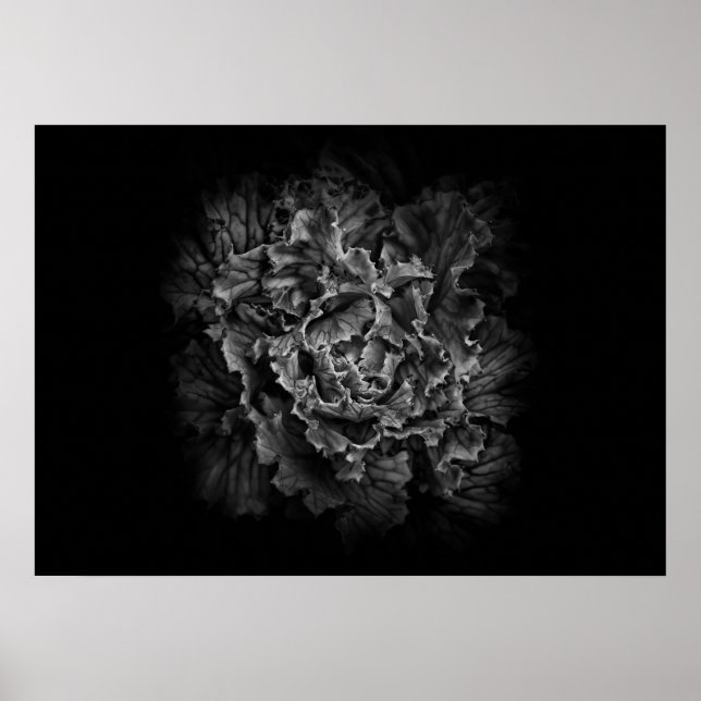 Poster Flores De Quintal A Preto E Branco No 43 (Frente)