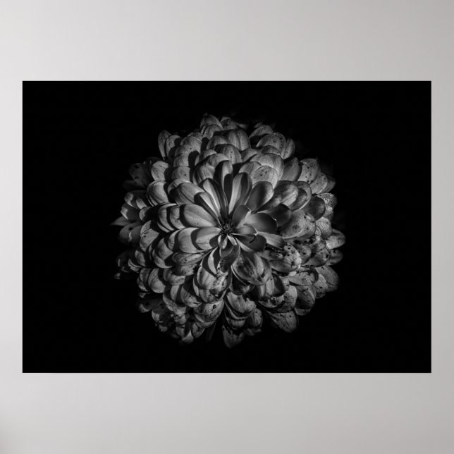 Poster Flores De Quintal A Preto E Branco No 48 (Frente)