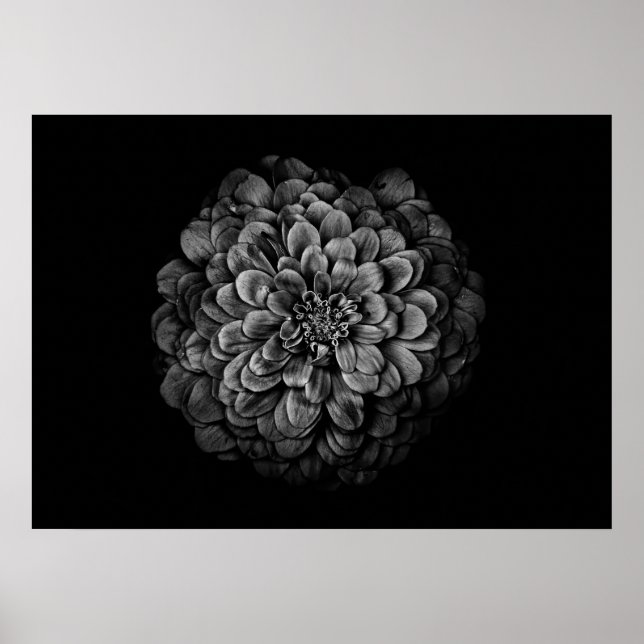 Poster Flores De Quintal A Preto E Branco No 54 (Frente)