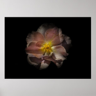 Poster Flores De Quintal N.O 113 Colorido