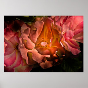 Poster Flores De Quintal Sem Versão De 40 Cores