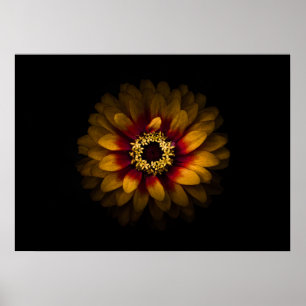Poster Flores De Quintal Sem Versão De 69 Cores