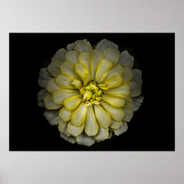 Poster Flores De Quintal Sem Versão De 86 Cores