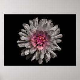 Poster Flores De Quintal Sem Versão De Cor 91