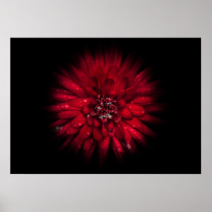 Poster Flores De Quintal Sem Versão De Fluxo De Cores 45