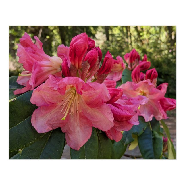 Póster Flores de Rhododendron Rosa (Frente)