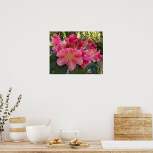 Poster Flores de Rhododendron Rosa