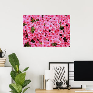 Poster Flores de rododendro rosa