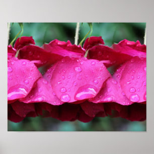 Póster Flores De Rosas vermelhas E Gotas De Chuva