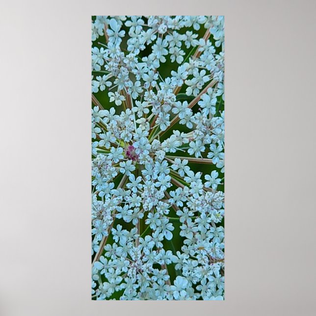 Poster Flores de Salsa-de-rainha (Frente)