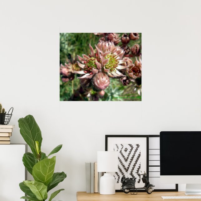 Poster Flores de sempre-viva (Sempervivum) (Escritório em casa)