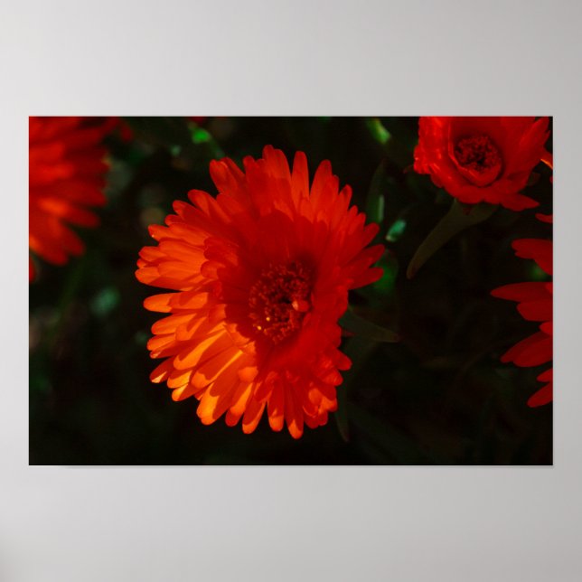 Poster Flores de Suculente Laranja Verde da África do Sul (Frente)