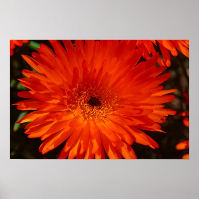 Poster Flores de Suculente Laranja Verde da África do Sul (Frente)