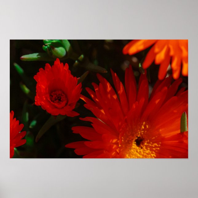 Poster Flores de Suculente Laranja Verde da África do Sul (Frente)