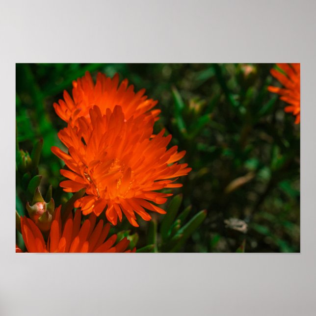 Poster Flores de Suculente Laranja Verde da África do Sul (Frente)