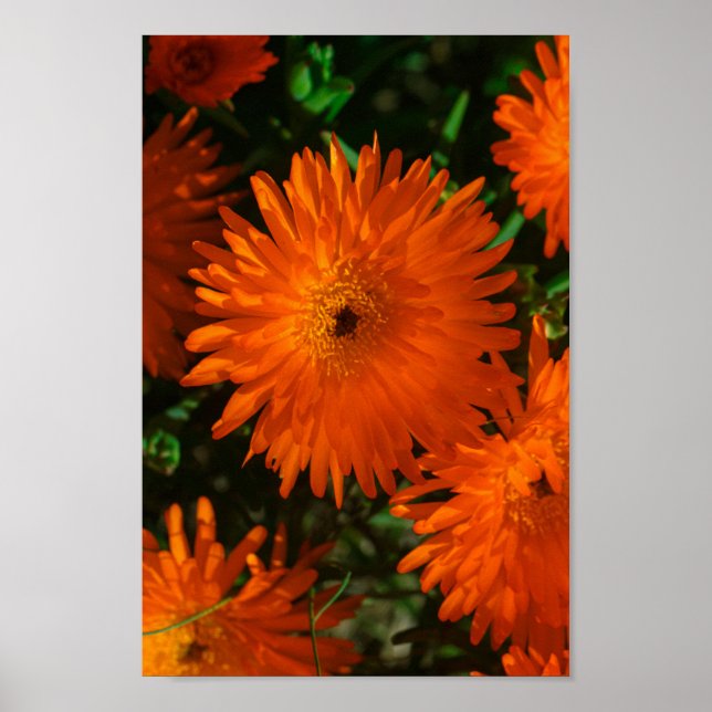 Poster Flores de Suculente Laranja Verde da África do Sul (Frente)