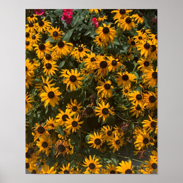 Poster Flores de Susana de olhos pretos, Floral, Fotograf (Frente)