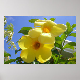 Póster Flores de Trompetes do ouro I