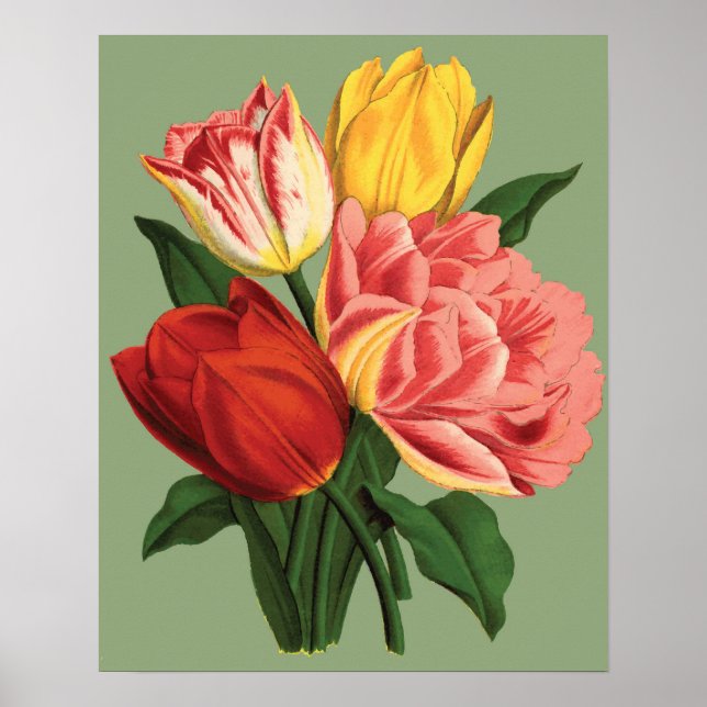Poster Flores de Tulipa (Frente)