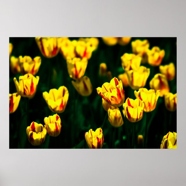 Poster Flores de tulipas amarelas (Frente)