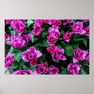 Poster Flores de tulipas cor-de-rosa