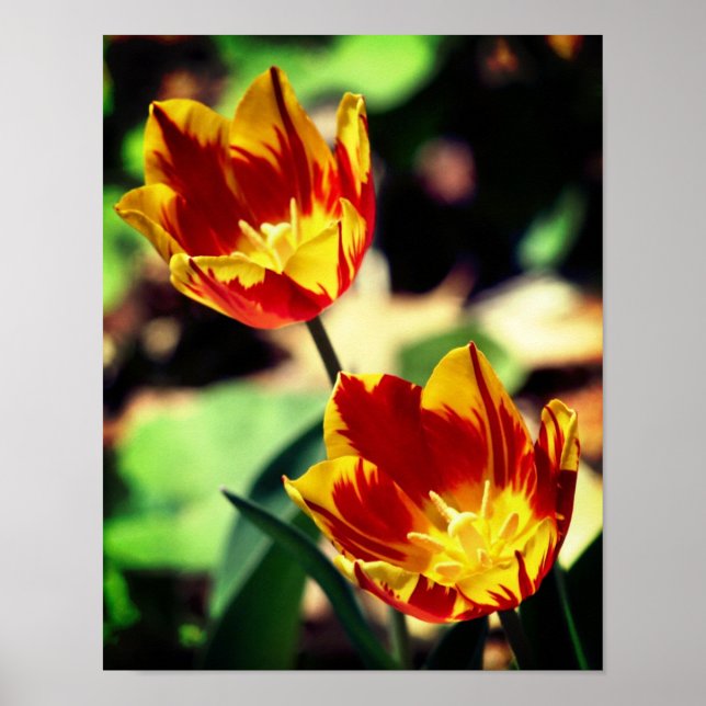 Poster Flores De Tulipas De Flaming Vermelhas E Amarelas (Frente)