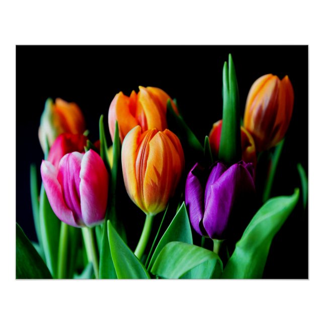 Póster Flores de Tulipas Multicoloridas com Fundo Preto (Frente)