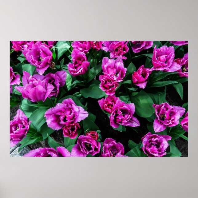 Poster Flores de tulipas rosa (Frente)