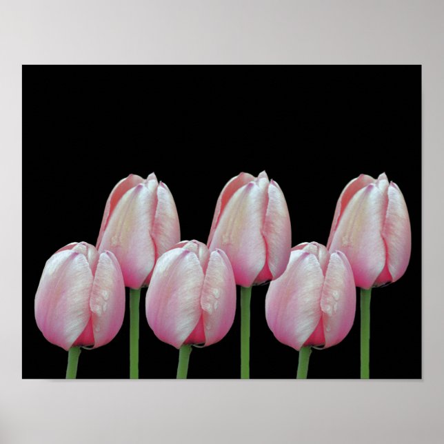 Poster Flores de Tulipas Rosa (Frente)