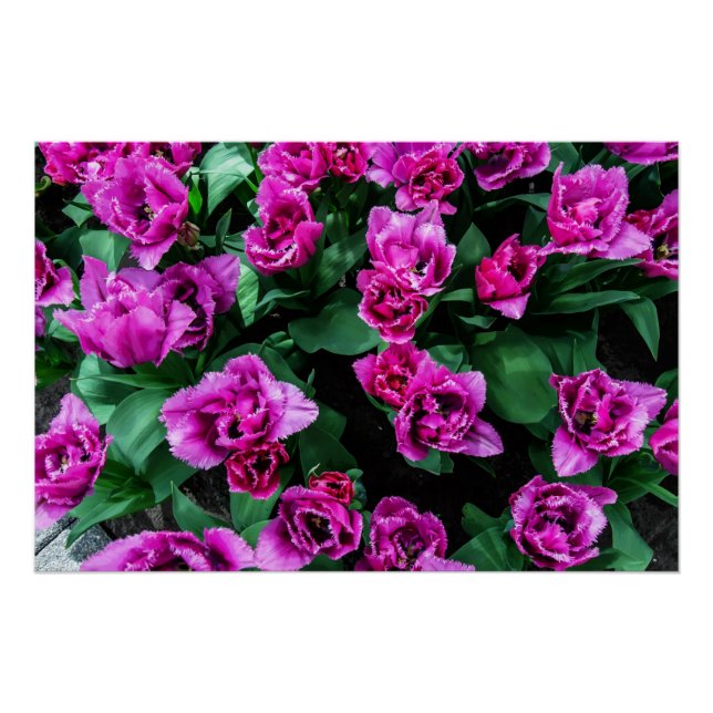 Póster Flores de tulipas rosa (Frente)