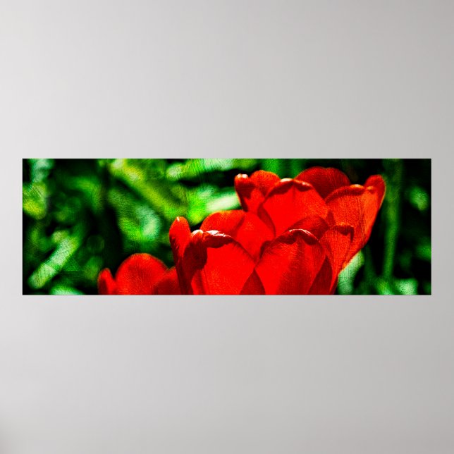 Póster Flores de tulipas vermelhas (Frente)