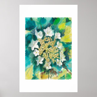 Poster Flores de Viburnum