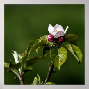 Poster Flores de Virgínia Apple