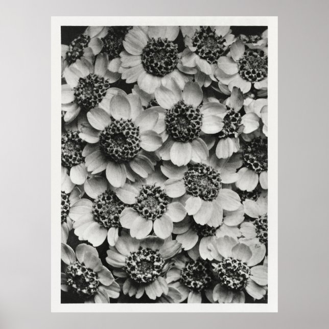 Poster Flores de Yseta (Frente)