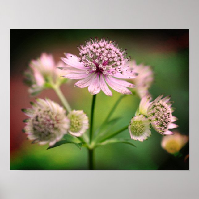 Poster Flores Delicadas (Frente)