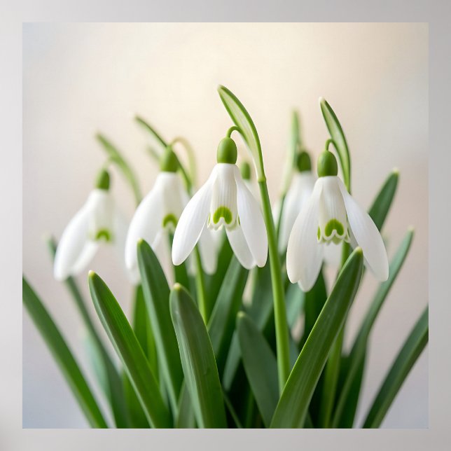Poster Flores Delicadas de Neve Branca Florem na Primaver (Frente)