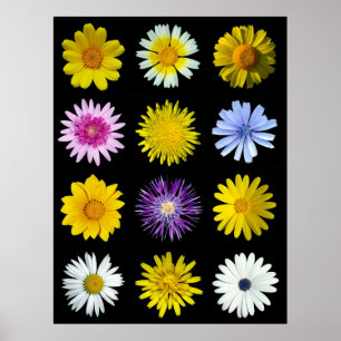 Poster Flores diferentes da família do Asteraceae