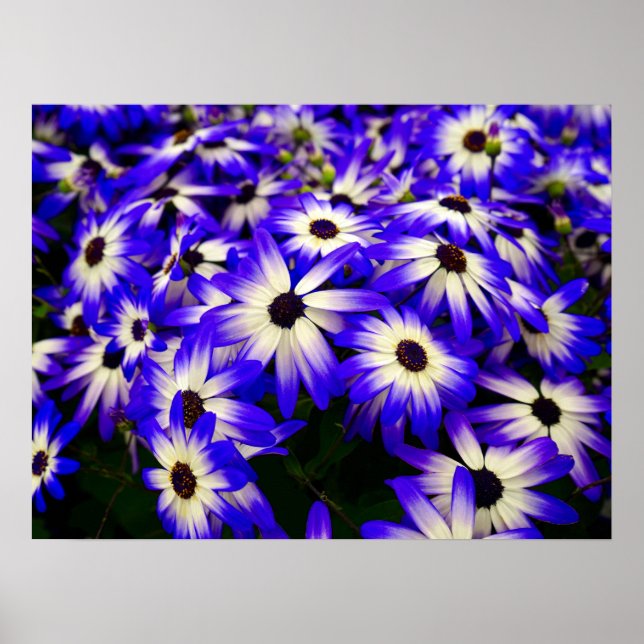 Poster Flores digitais brancas e azuis brilhantes (Frente)